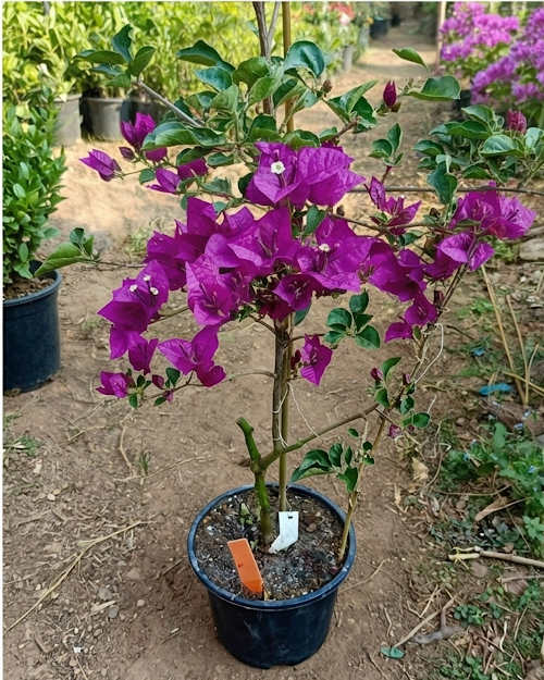 Imported Black Rose Bougainvillea Plant