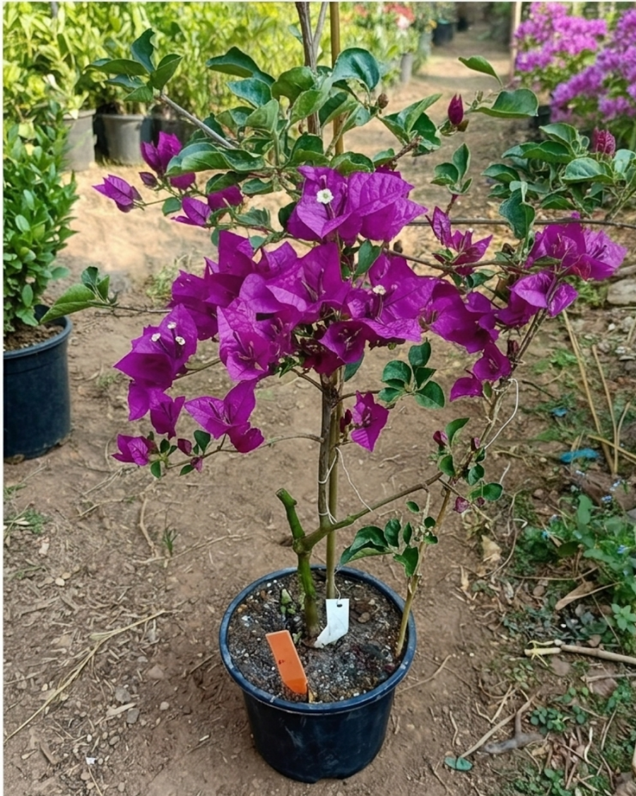Imported Black Rose Bougainvillea Plant — view 1