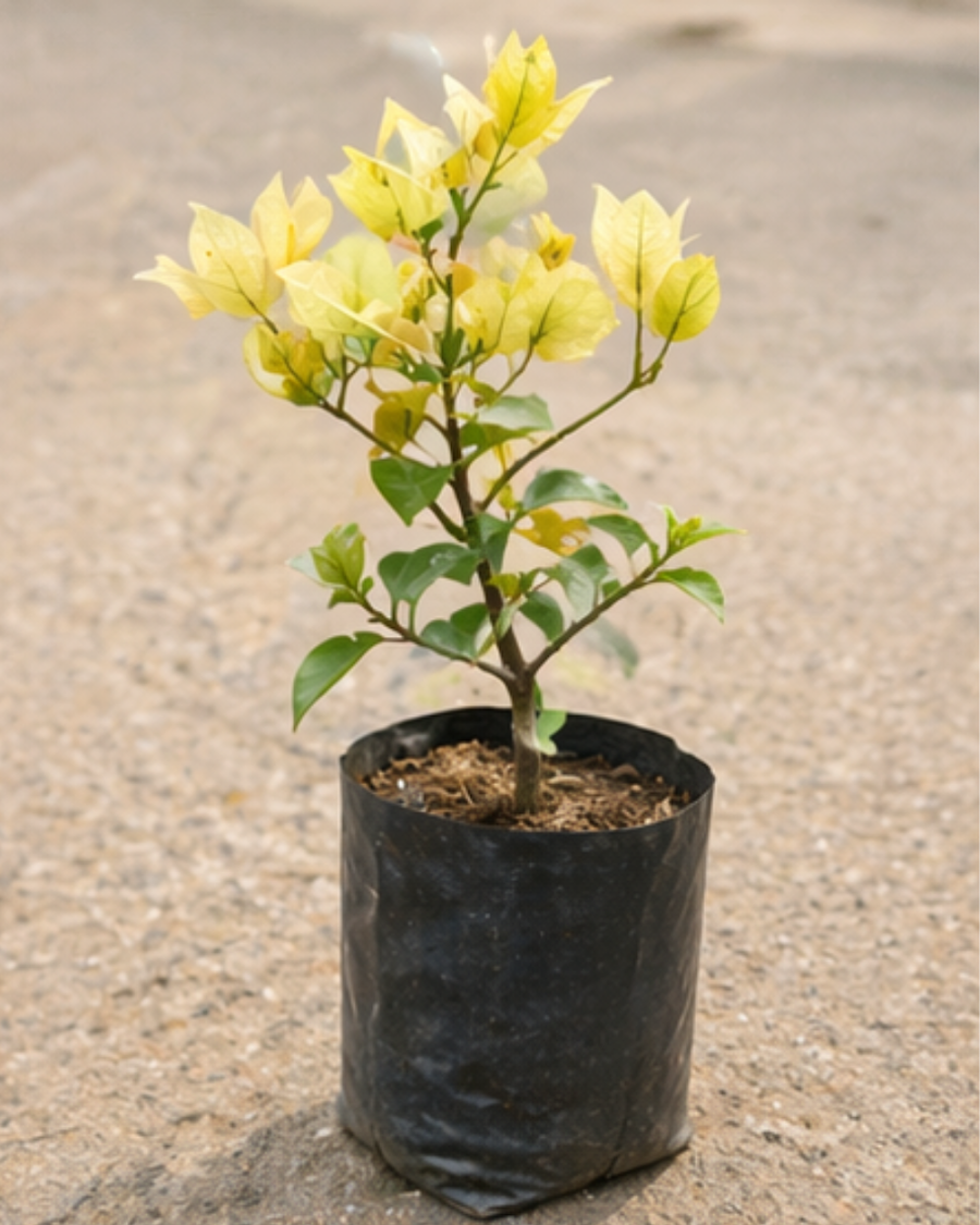 Imported Suverna Bougainvillea Plant — view 2