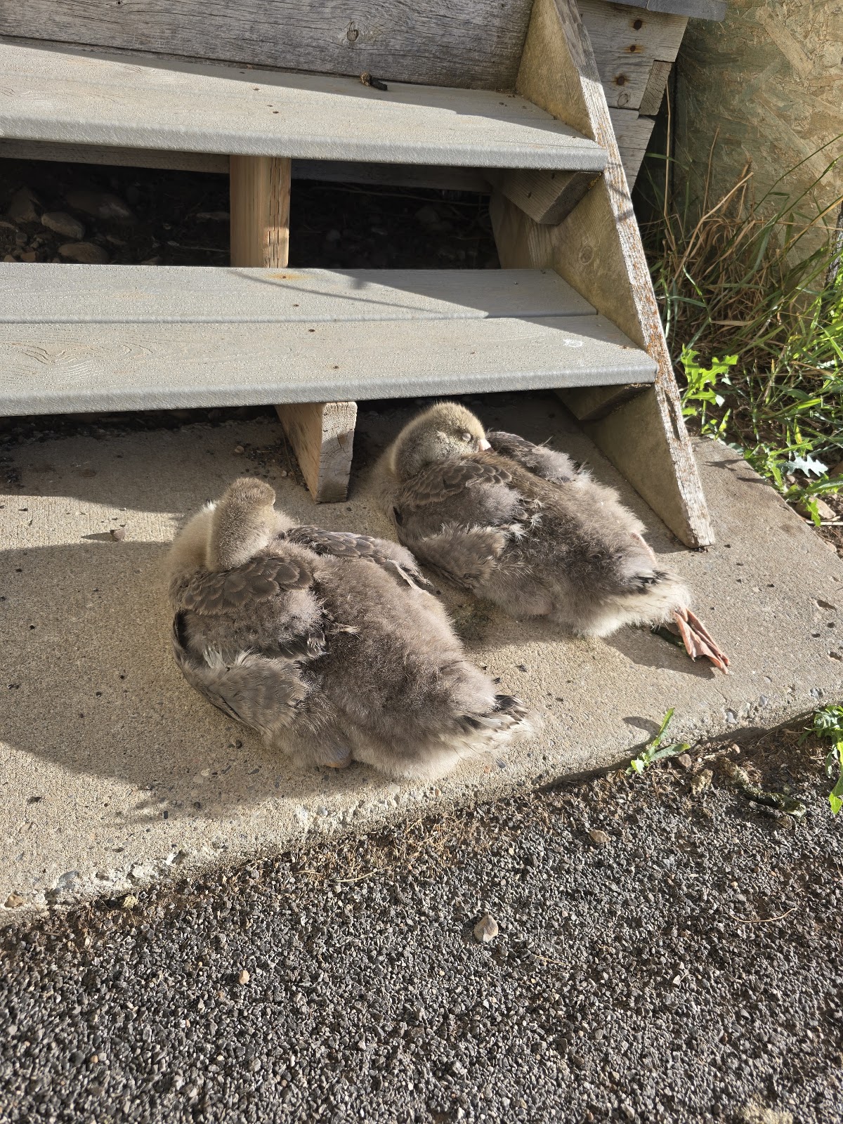 Toulouse Goose