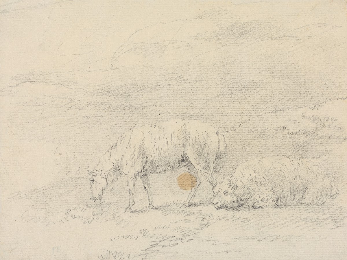 Two Sheep
