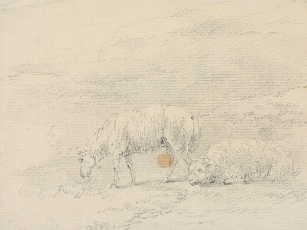 Two Sheep