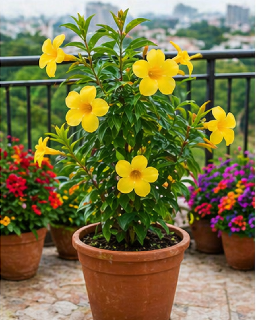 Allamanda Plant — view 2
