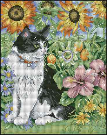 CMP 400505 Black And White Cat