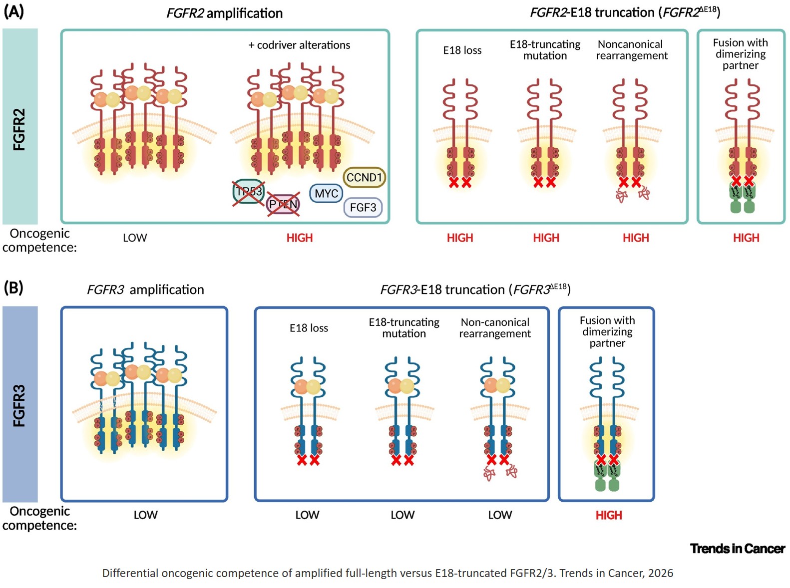 FGFR rearrangements: oncogenic drivers and therapeutic targets