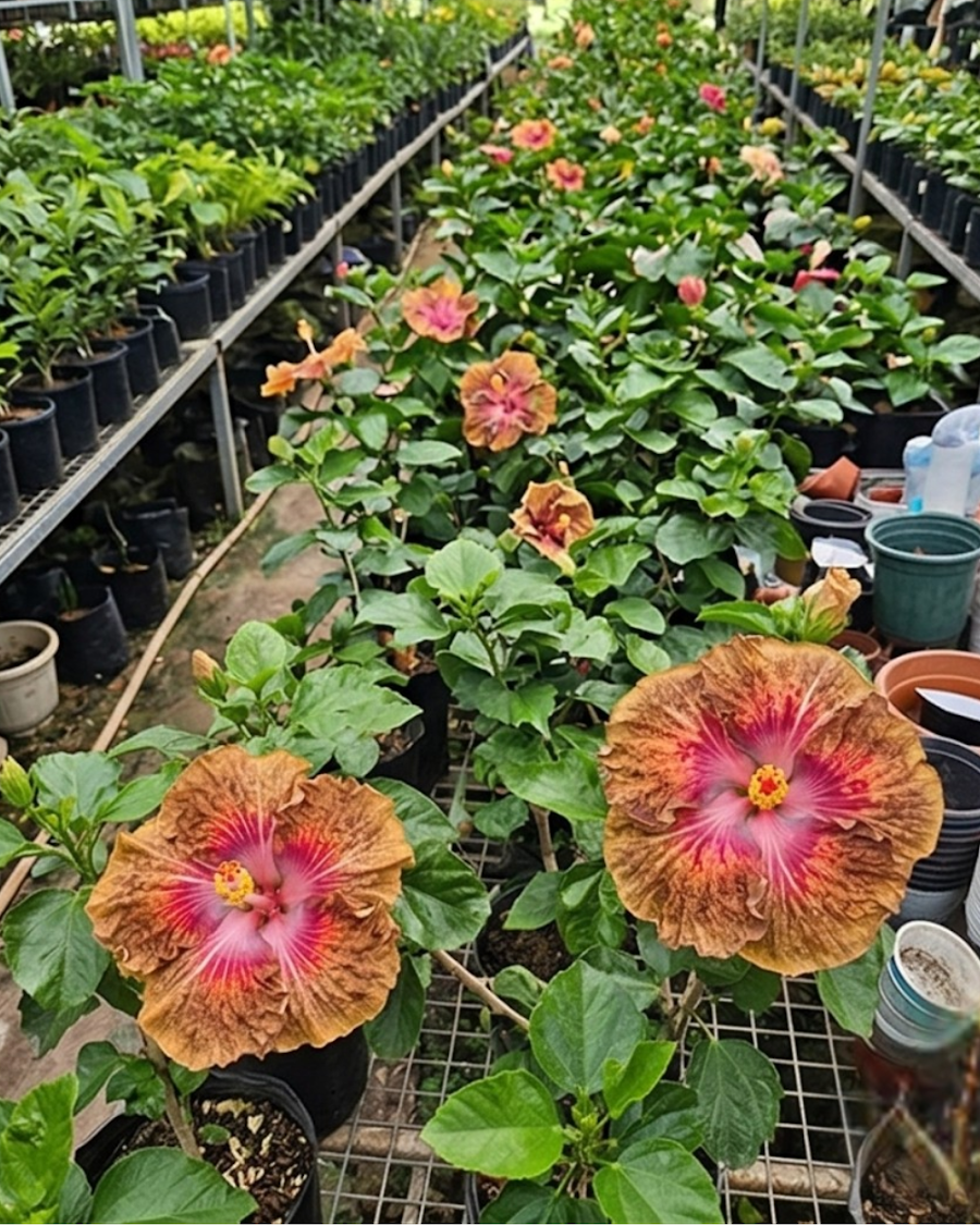 Hibiscus Taiwan Formosa Devil's Treasure — view 4