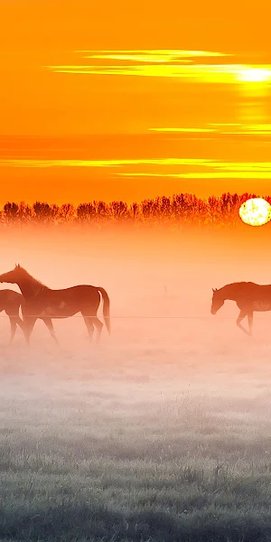 Horses, Sunrise, Fog, Silhouette, Equine 4K Wallpaper Background