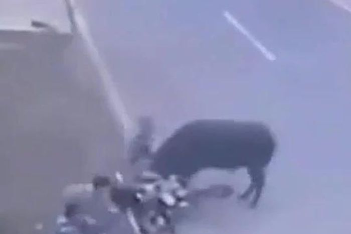 Trâu 'điên' lao giữa phố, húc văng người đàn ông khỏi xe máy - Tạp chí Doanh Nghiệp Việt Nam