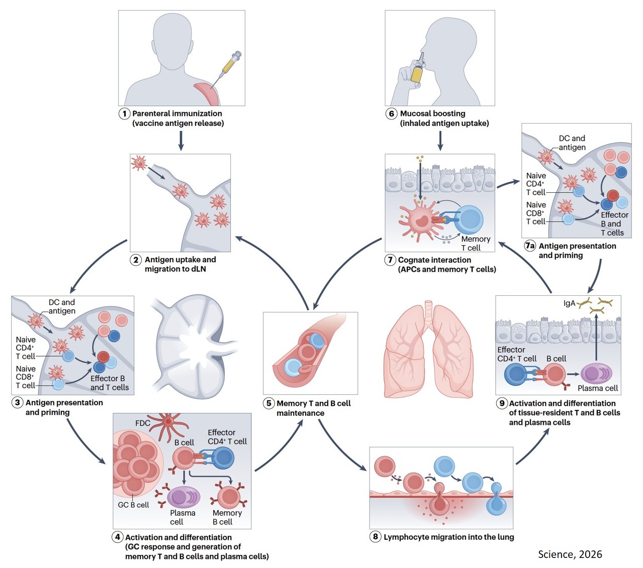 Broad protection against many respiratory infections and allergens by a single vaccine