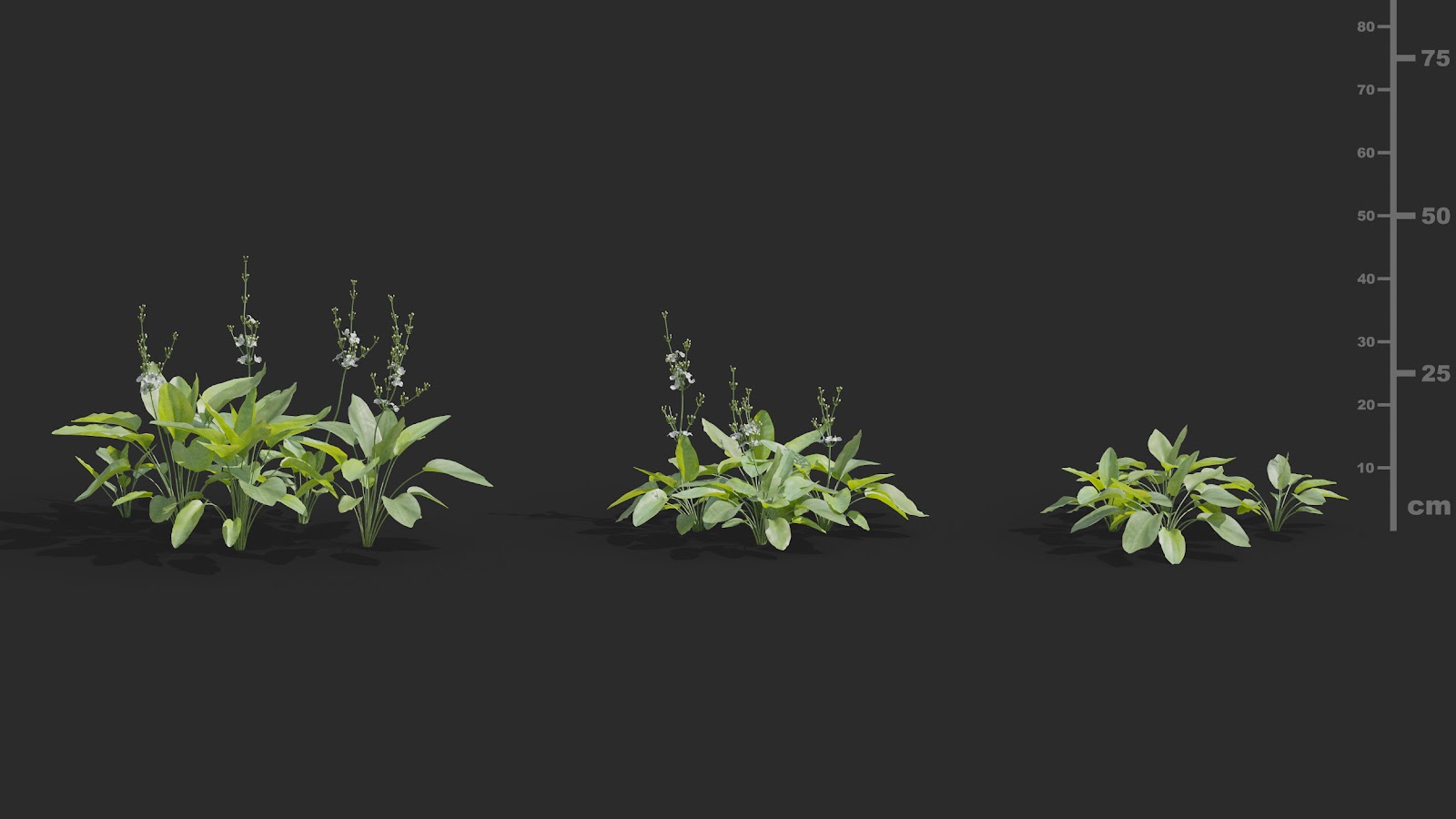 Maxtree - Plant Models Vol.72