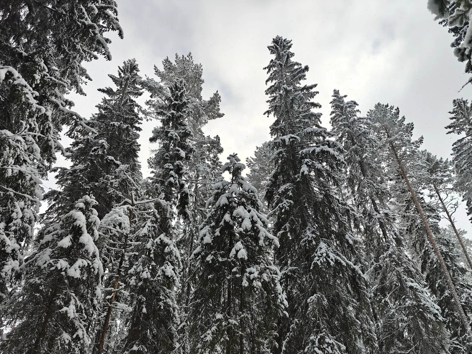 Snowy Pine Tree Canopy - Nature Photography 4K Wallpaper (4096x3072)