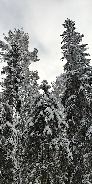 Snowy Pine Tree Canopy 4K Wallpaper Background
