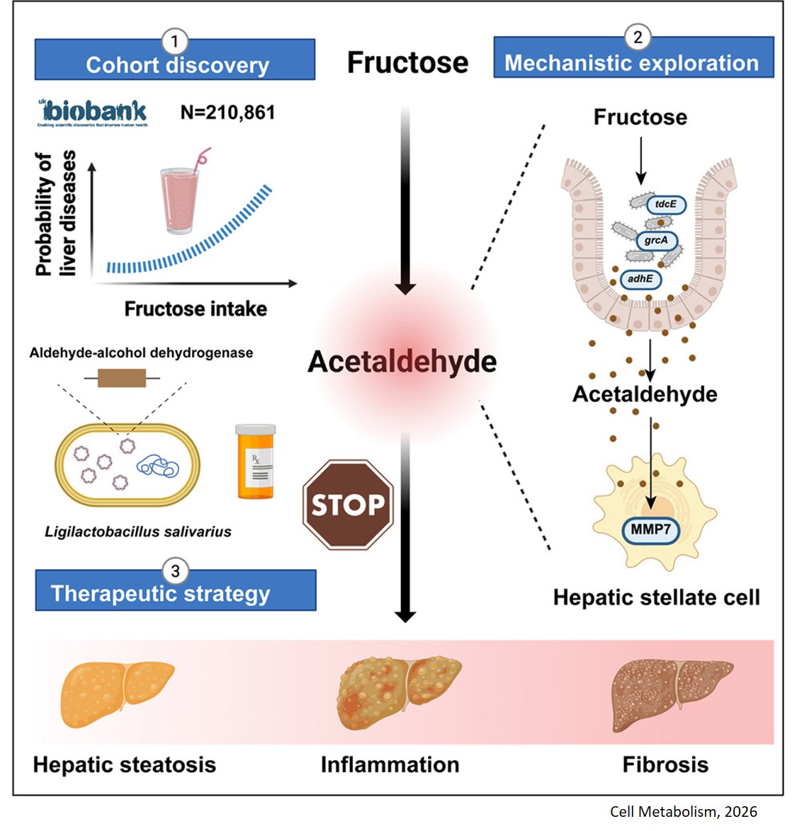 Targeting microbiota-generated acetaldehyde to  prevent progression of metabolic dysfunction- associated steatotic liver disease