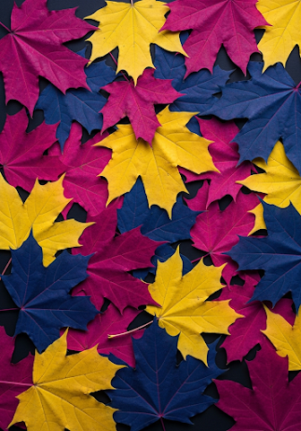 Vibrant Abstract Autumn Leaf Flat Lay