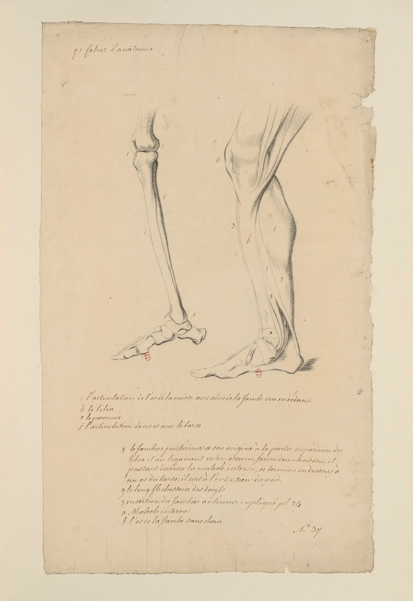 Cahiers dAnatomie Pl40 18th Century