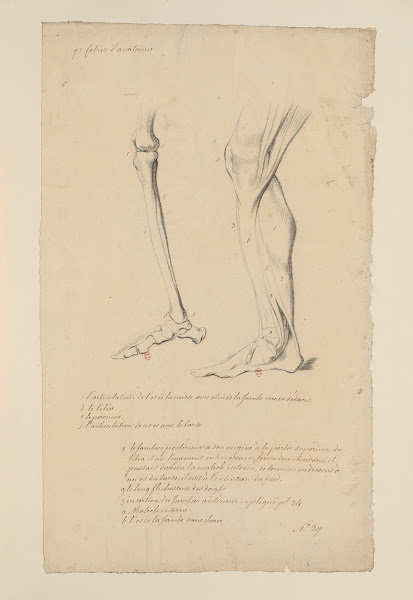 Cahiers dAnatomie Pl40 18th Century