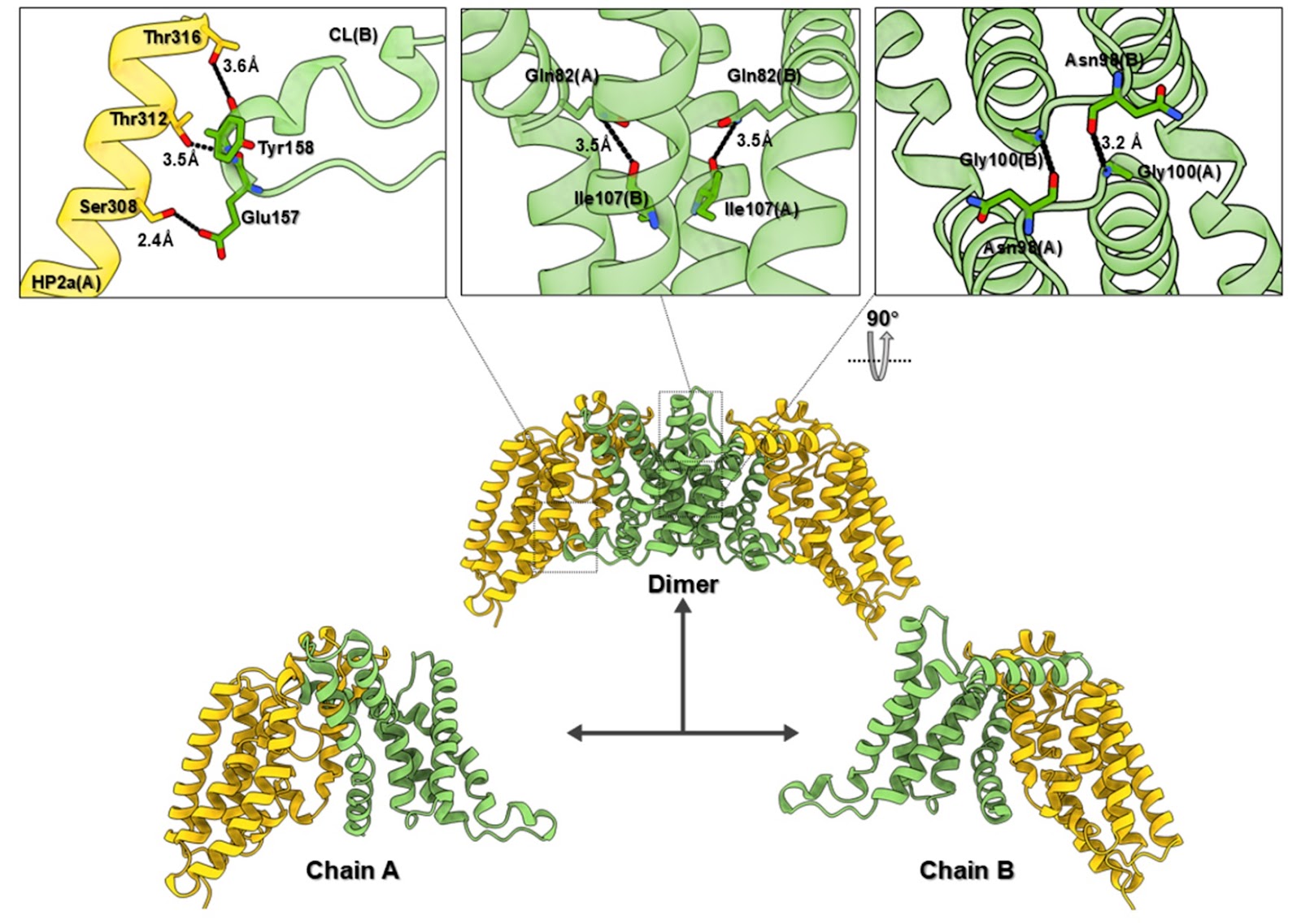 Structural insight into Vibrio cholerae EIIC sugar transporter dimer captured in a substrate-free inward-facing state