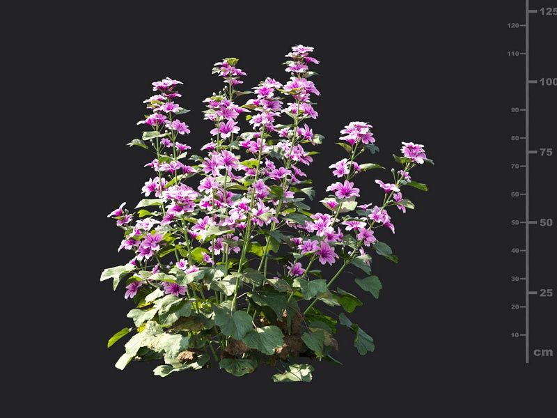 Maxtree - Plant Models Vol.115