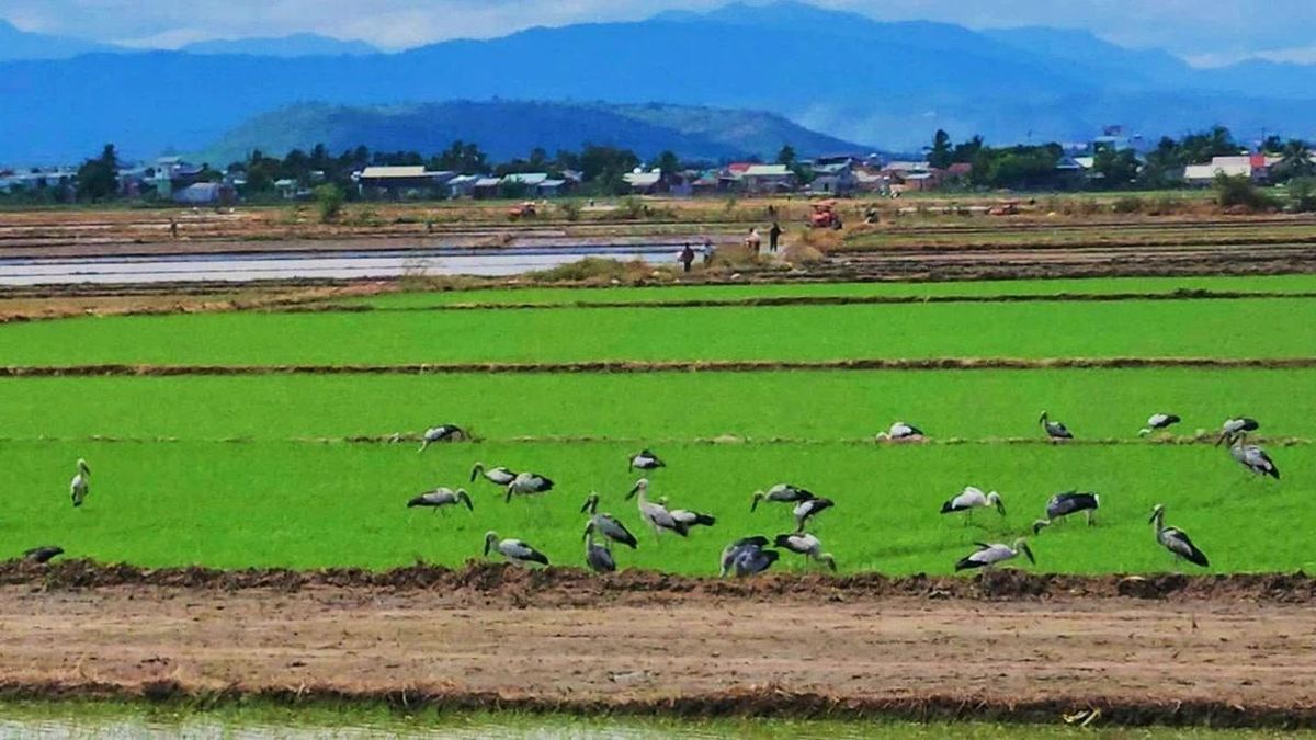 Đàn cò ốc quý hiếm xuất hiện trên cánh đồng lúa Phú Thiện - Báo Gia Lai
