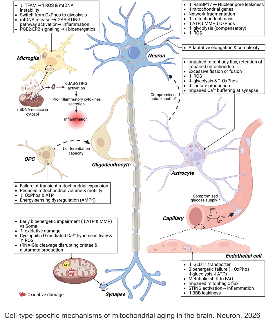 Mitochondrial dysfunction in brain aging
