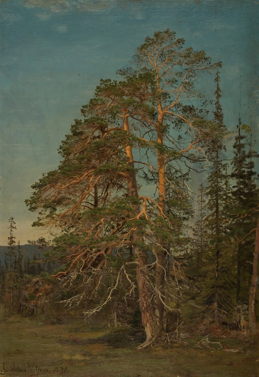 Furuer Levanger 1871