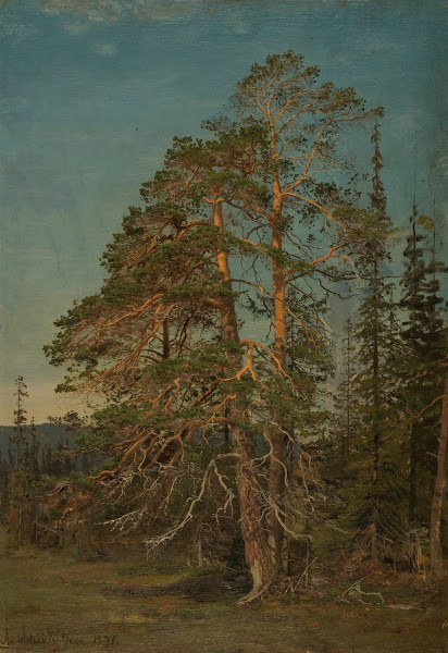Furuer Levanger 1871