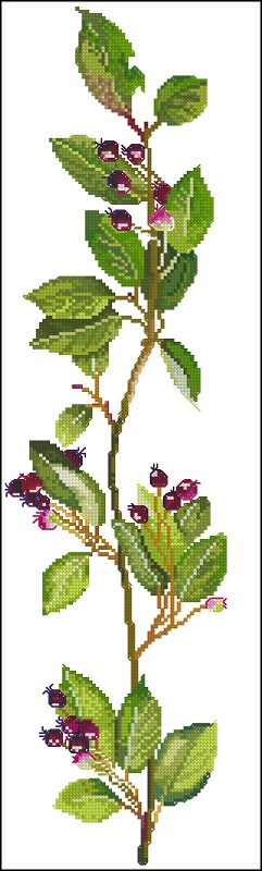 CMP FJ636 Juneberry
