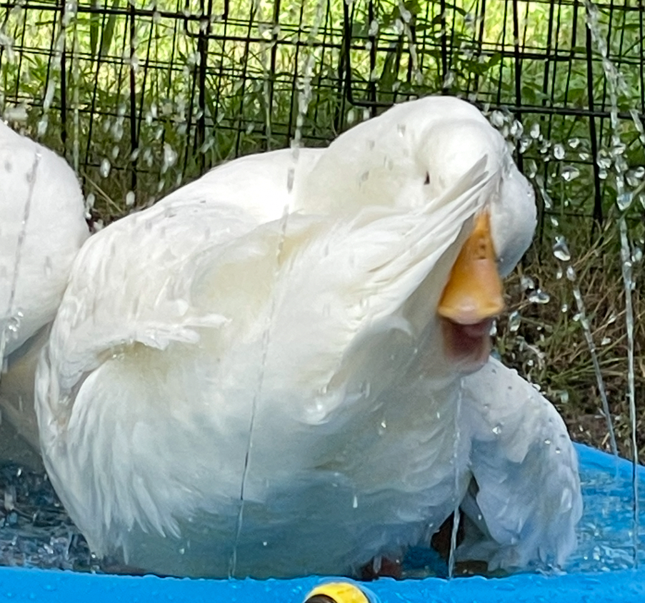 Pekin Grimaud Hybrid