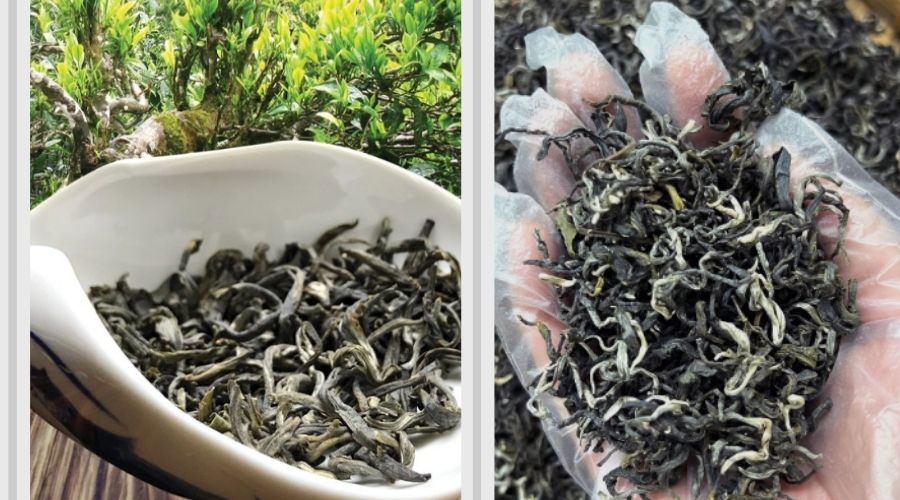 Những búp trà tuyết tinh khôi từ độ cao 4.000m, món quà sức khỏe thanh mát từ thiên nhiên Lệ Giang