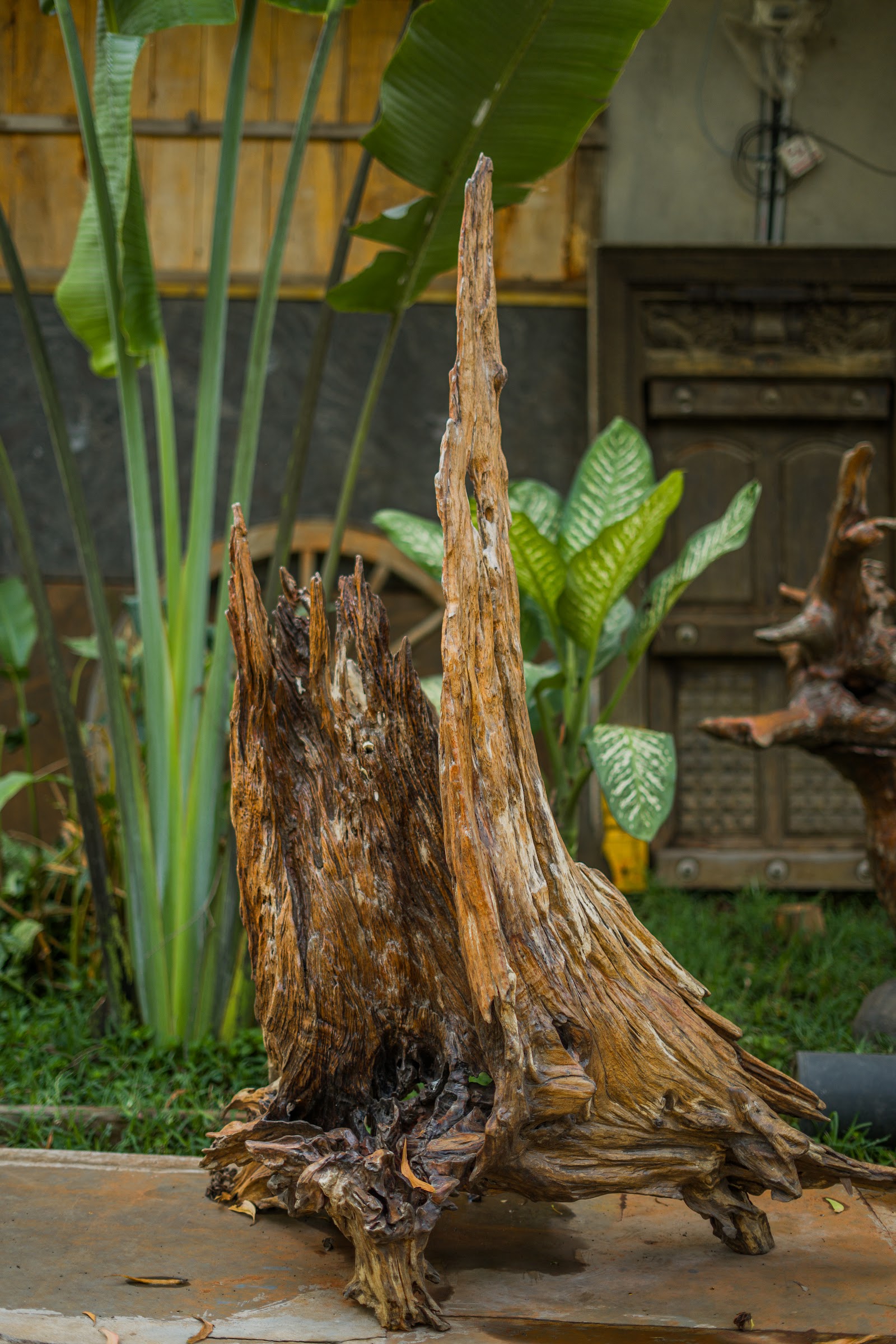 Rooted Flame, studio view 3