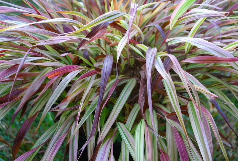 Hakonechloa macra 'Naomi', erba del bosco giapponese con foglie variegate in ombra