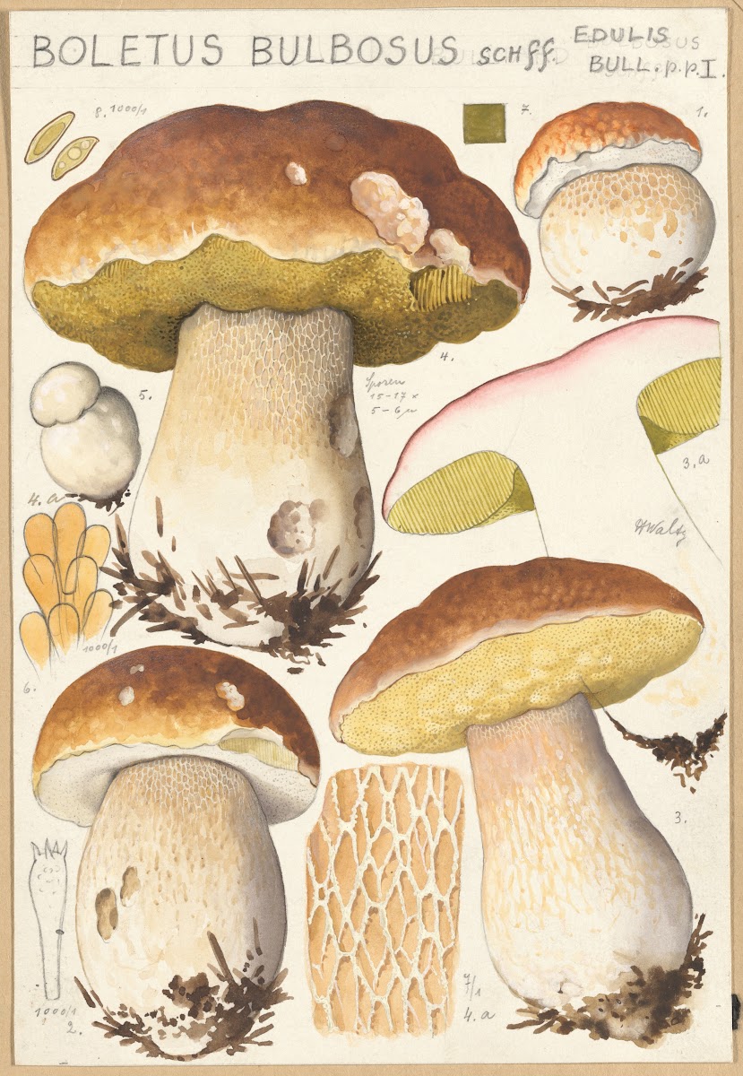 Boletus bulbosus Schff 1915 1945