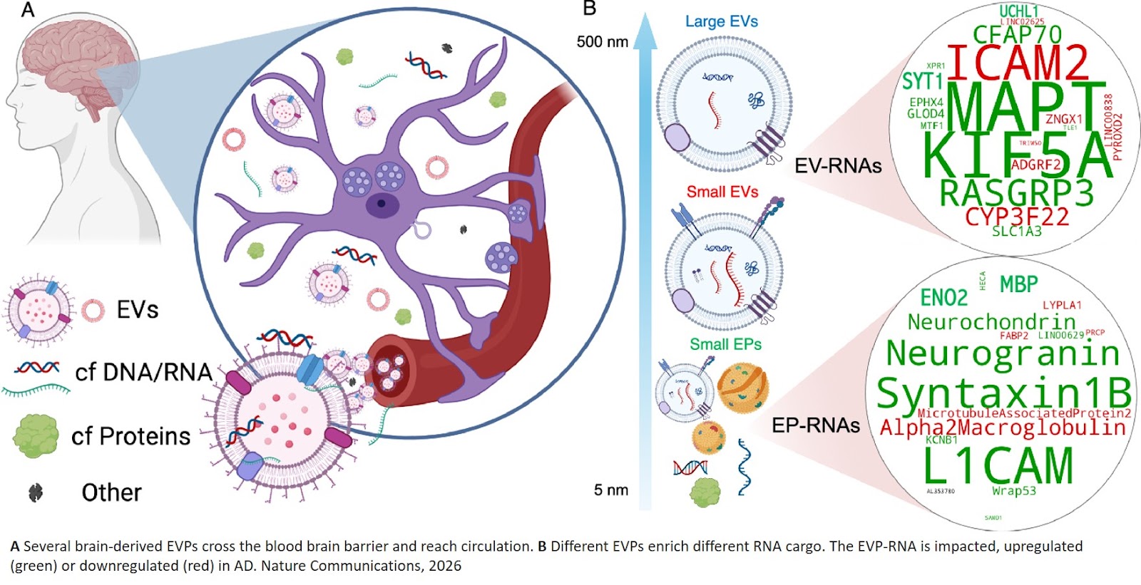 SECmeres outperform extracellular vesicles as potential blood RNA biomarkers for Alzheimer’s disease