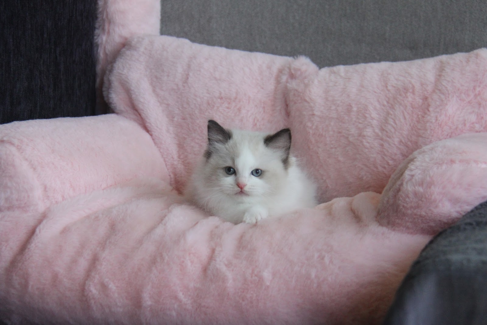 12/20出生1號高端優質海雙布偶貓妹妹