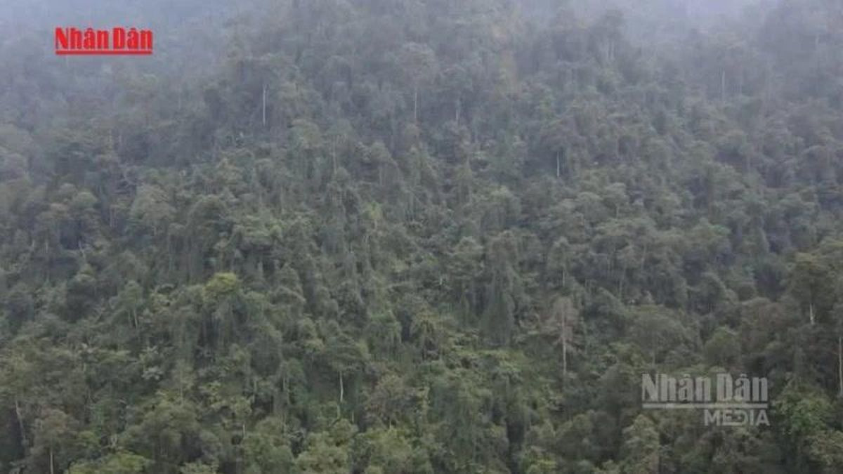 [Video] Việt Nam sắp có hành lang pháp lý riêng cho giao dịch tín chỉ carbon rừng - Báo Nhân Dân