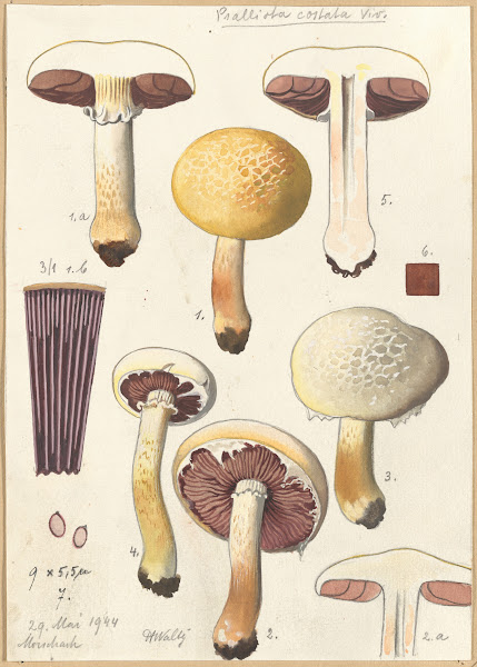 Psalliota costata 1915 1945