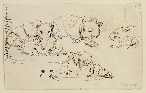 Raufende Sundapanther 1906 1907
