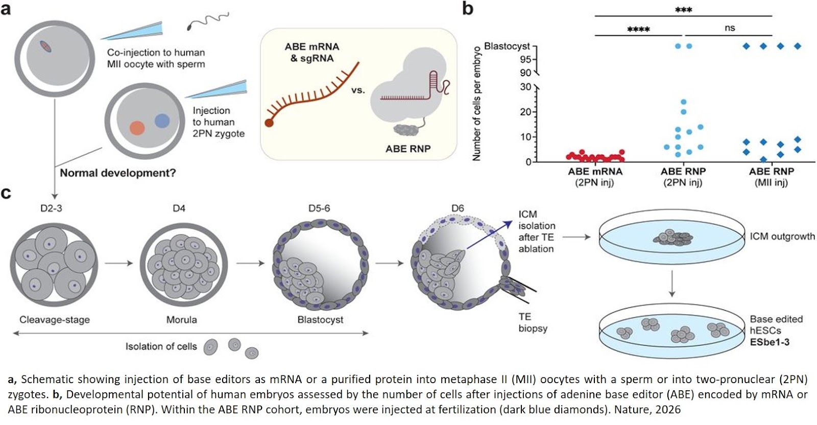 Limits of “precise” gene editing in human embryos