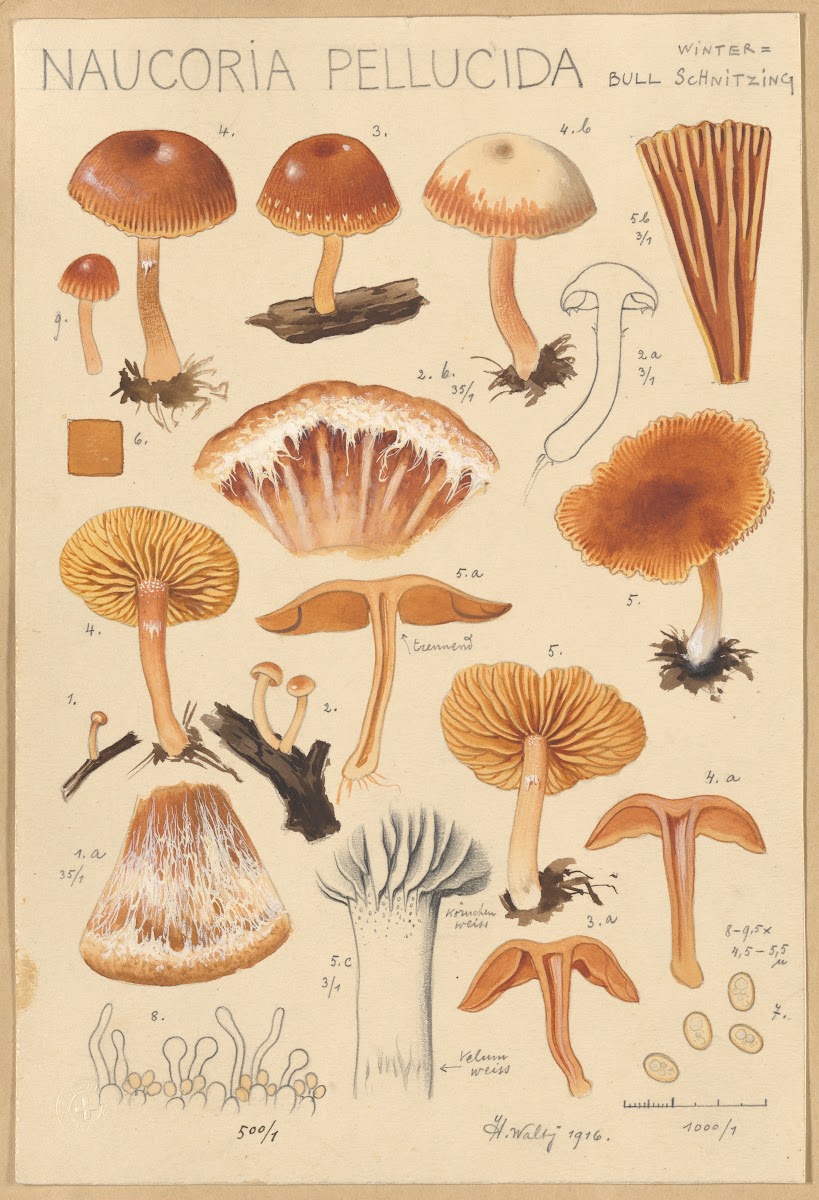 Naucoria pellucida 1915 1945