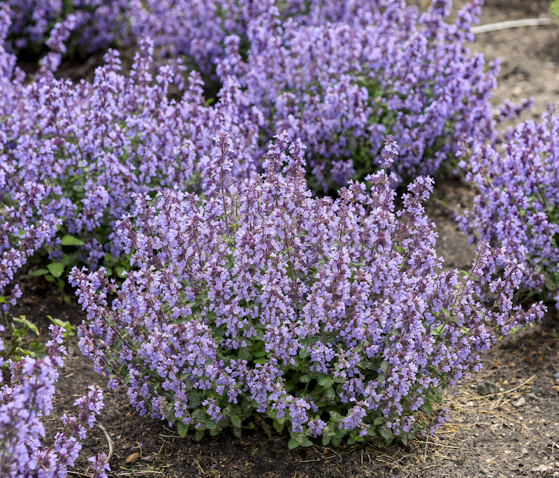 Nepeta Cat's Pajamas in piena fioritura con abbondanti spighe viola blu