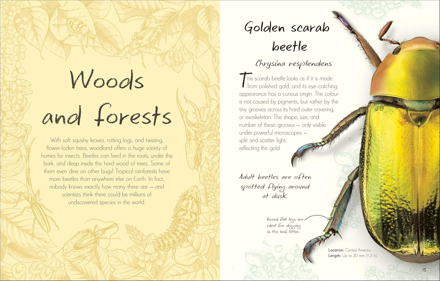 An Anthology of Beetles - thumbnail 3