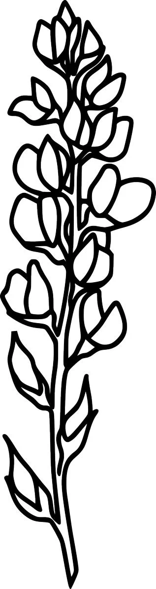 A black and white line art illustration of a single wildflower stalk, resembling a lupine or bluebonnet, with multiple florets clustered along the stem in a modern, minimalist style.