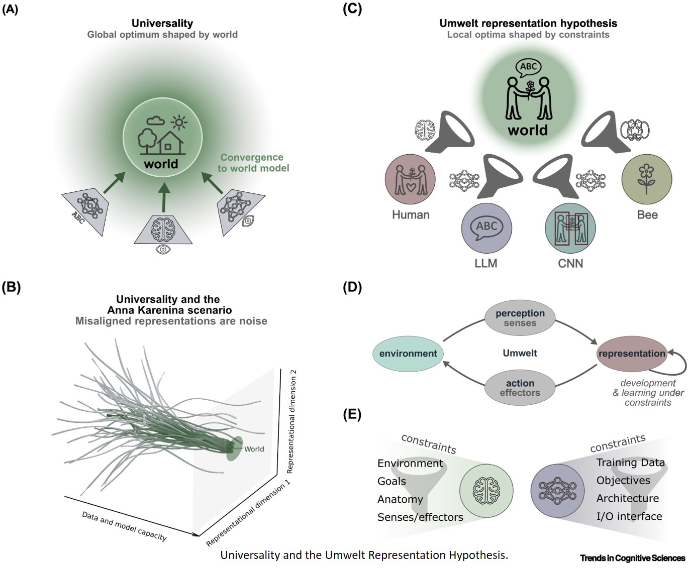 What is Umwelt Representation Hypothesis