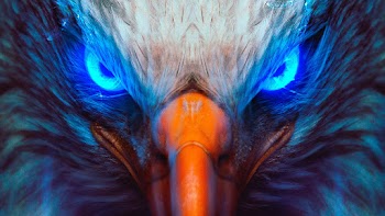 Eagle Face Wallpaper