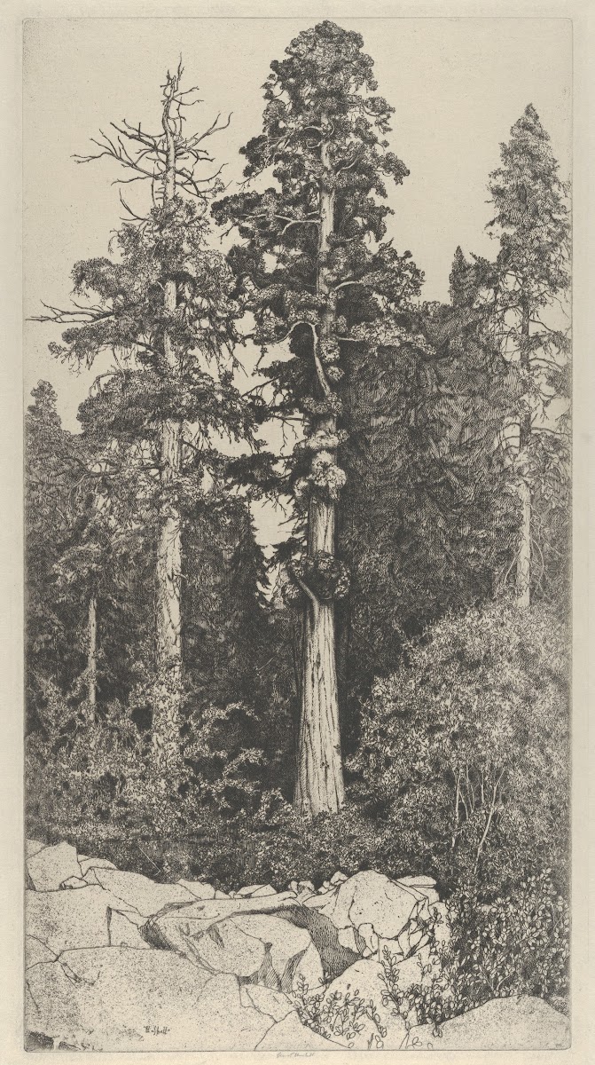Baby Sequoia 1915