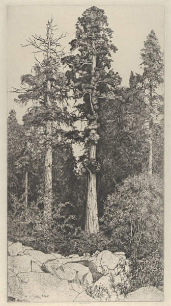 Baby Sequoia 1915