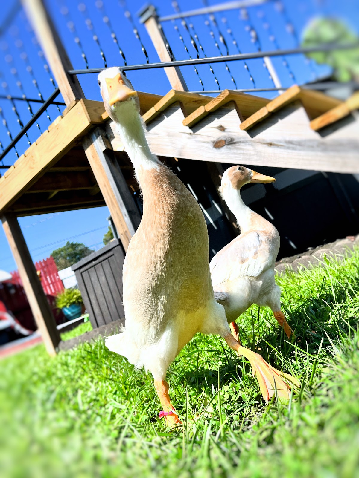 Fawn & White Runner Duck