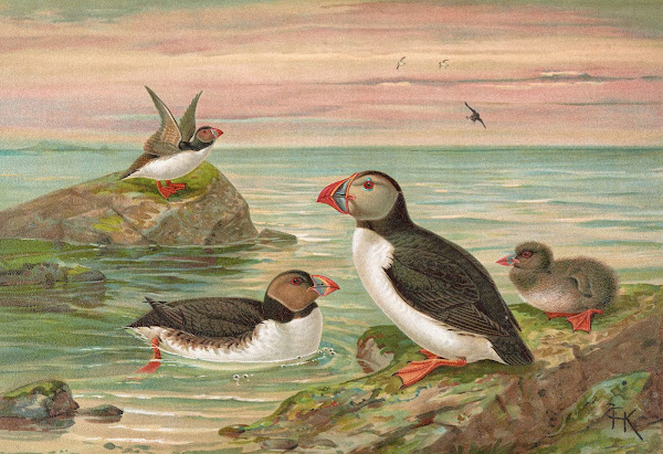 Fratercula arctica L Arktischer Lund