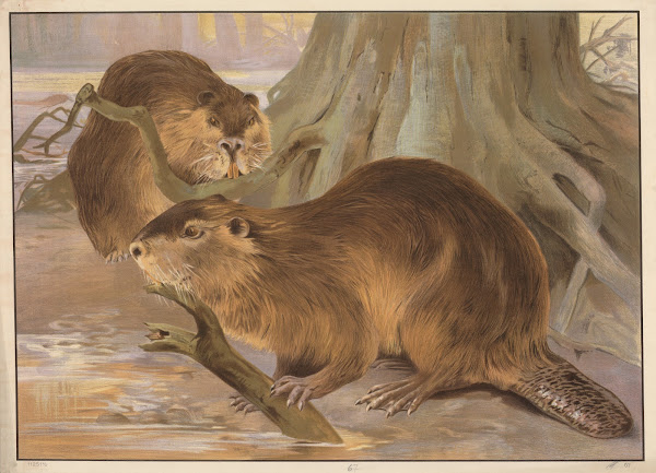 Beaver 1913