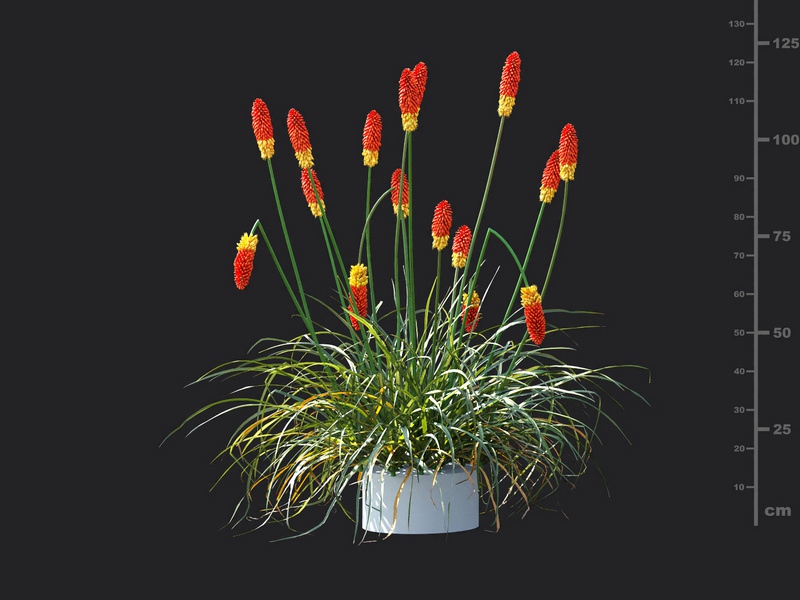 Maxtree - Plant Models Vol.115